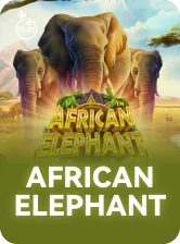 African Elephant